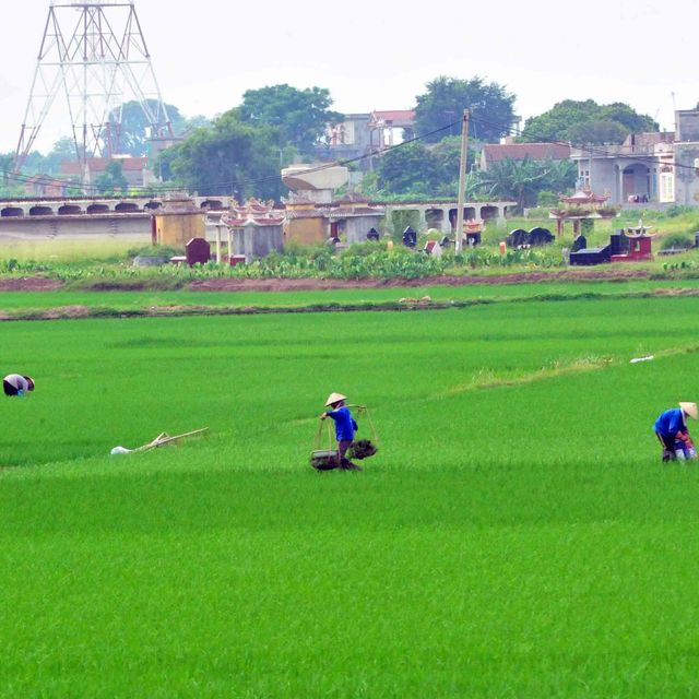 Alfonso Vega foto paisaje campo de arroz