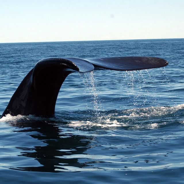 Alfonso Vega foto de aleta de ballena